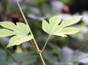 Humulus lupulus