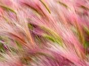 fonds d'écran Mavericks...