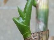 Boutures d'Aloe Striatula réussies