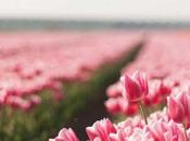 tulipes, découvrez catégories majeures tulipes