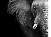 personne âgée tuée éléphant Cirque