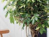 Schefflera, plante facile vivre