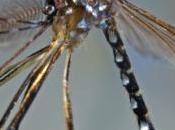 DENGUE, chikungunya: Découverte d'une nouvelle espèce moustique vecteur