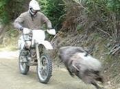 bélier motard, épisode