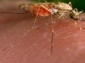 PALUDISME: Rendre l'homme invisible pour moustique American Chemical Society