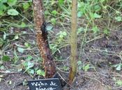 Quand l'abricotier fait petits