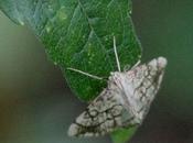 Evergestis pallidata