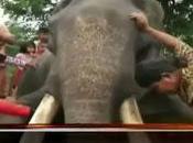 éléphants Thaïlande mort [HD]