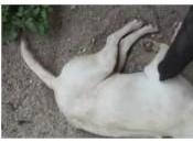 reveillez chien dort…