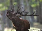 assister brame cerf Ile-de-France