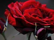 L’IMAGE JOUR Roses sauvages