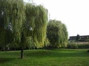 parc champioux Argenteuil