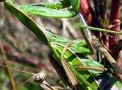 trépidante d'une Mante religieuse (Mantis religiosa)