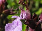 Deux Germandrées (Teucrium) thermophiles