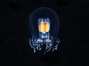 Découvrez créatures profondeurs arctiques