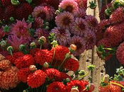 saison dahlias terminer, profitez vite.