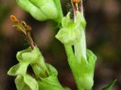 Germandrée scorodine (Teucrium scorodonia)