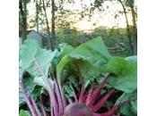 Quelle bonne saison pour légumes