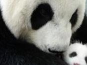 Taipei, bébé panda retrouve maman