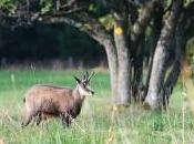 Photo d’un magnifique chamois mâle observé matin d’automne dans région Creux-du-Van