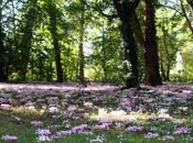 Cyclamen hederifolium
