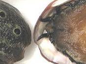 Bijoux nacre d'abalone