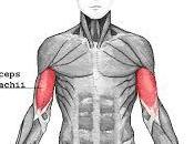 Exercices pour muscler biceps (sans poids ,sans haltère)