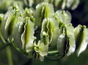Fruits Laser larges feuilles (Laserpitium latifolium)