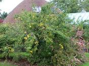 Pseudocydonia sinensis