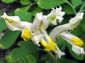 Pseudofumaria alba (Corydalis ochroleuca), Corydale jaunâtre