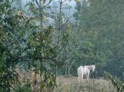 chevaux dans prés