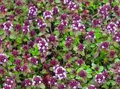 Thymus pulegioides (Serpolet commun, Thym pouliot)