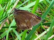 Aphantopus hyperantus (Tristan)