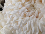 Profitez chrysanthèmes pour fleurir maison
