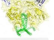 VIH: protéine d'enveloppe virus livre sites vulnérabilité Science Express