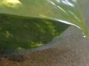 Revue presse semaine