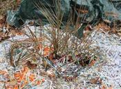 Butia capitata