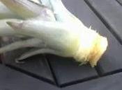 Ananas bouture dans terre directement