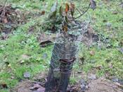 Euonymus grandiflorus 'Red Wine'