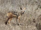 L'Afrique parc Kruger