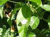 semaine réduction dechets