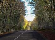 D121 couleur forêt