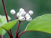 Cornus alba