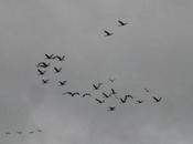 oiseaux migrateurs plat pays