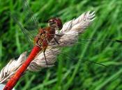 Deux libellules rouges Sympetrum Crocothemis