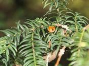 Taxus baccata 'Fructo Luteo'