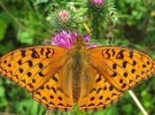 Argynnis adippe (Moyen nacré)