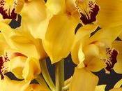saison Orchidées Cymbidium commence