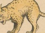 lynx loup-cervier