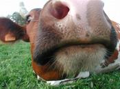 Pourquoi veux être végétarienne